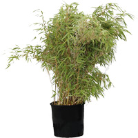 Location de mobilier : location plante BAMBOU FARGESIA