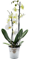 Location de mobilier : location plante ORCHIDEE